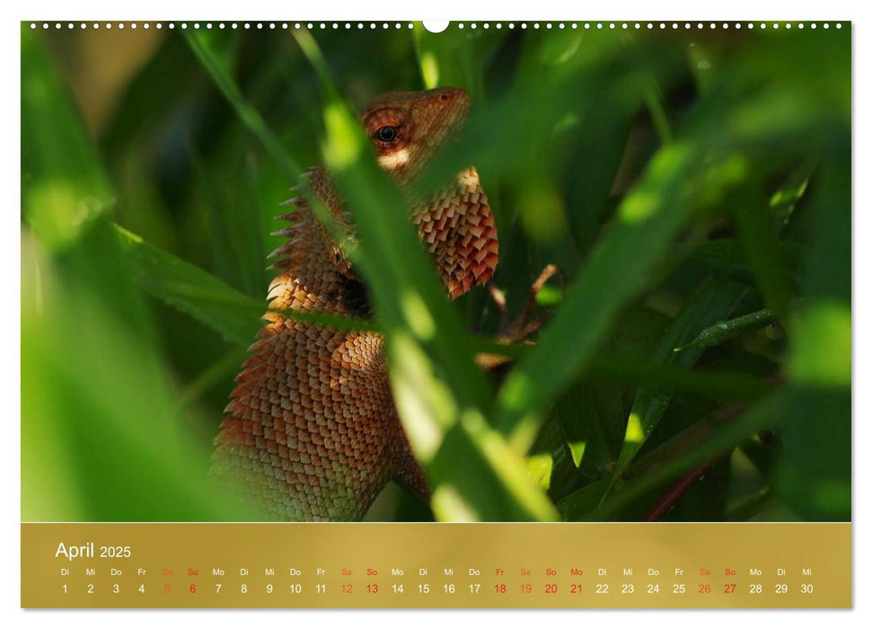 Agamen - Echsen aus der Urzeit (CALVENDO Premium Wandkalender 2025)