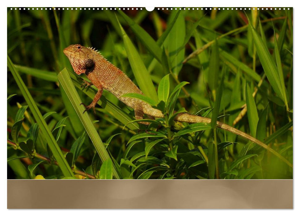 Agamen - Echsen aus der Urzeit (CALVENDO Premium Wandkalender 2025)