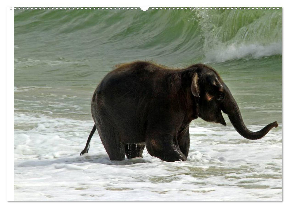 Elefanten - Wasserspaß am Strand (CALVENDO Premium Wandkalender 2025)