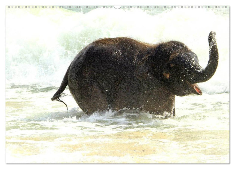 Elefanten - Wasserspaß am Strand (CALVENDO Premium Wandkalender 2025)
