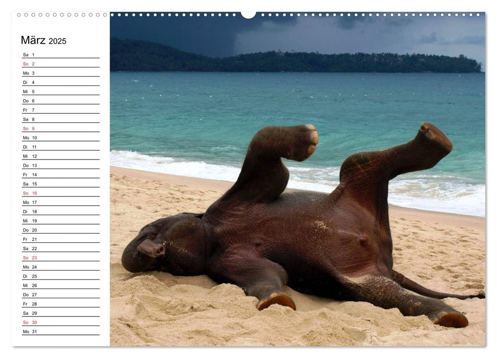 Elefanten - Wasserspaß am Strand (CALVENDO Premium Wandkalender 2025)