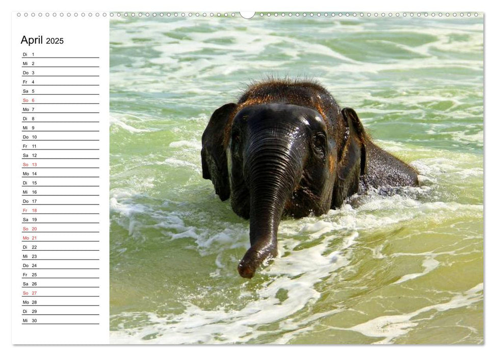 Elefanten - Wasserspaß am Strand (CALVENDO Premium Wandkalender 2025)