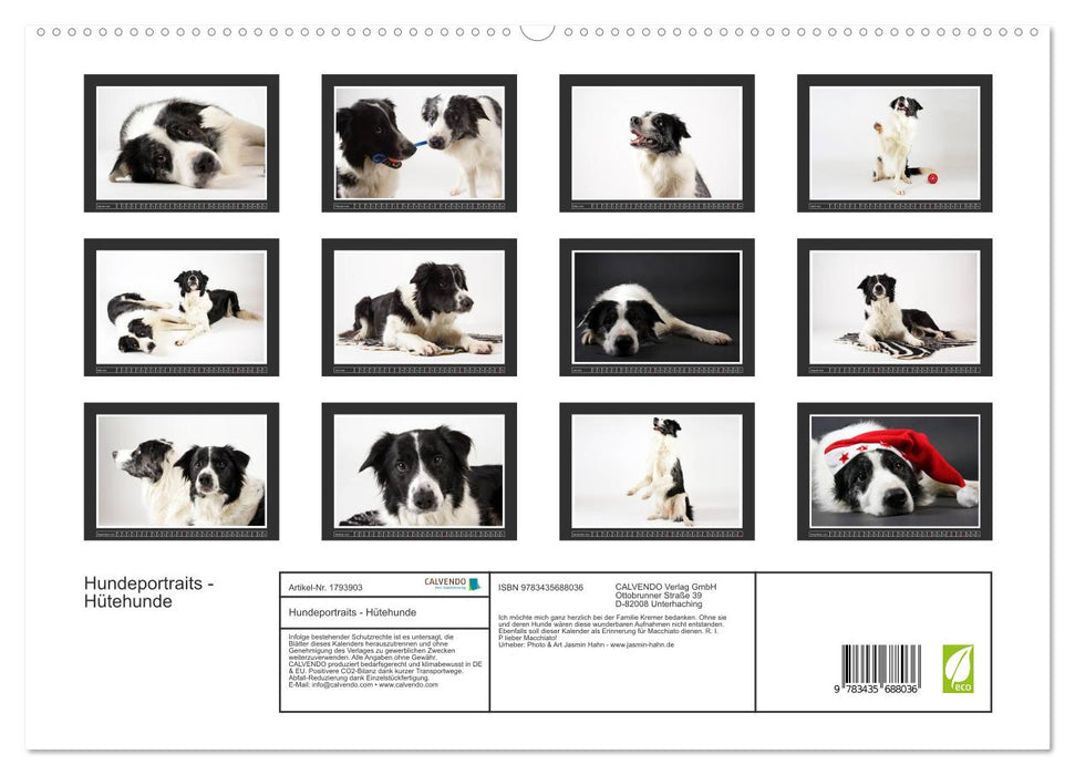 Hundeportraits - Hütehunde (CALVENDO Premium Wandkalender 2025)