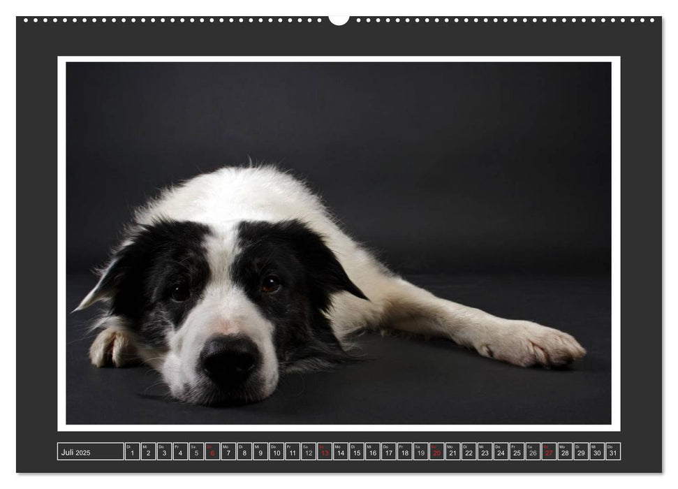 Hundeportraits - Hütehunde (CALVENDO Premium Wandkalender 2025)
