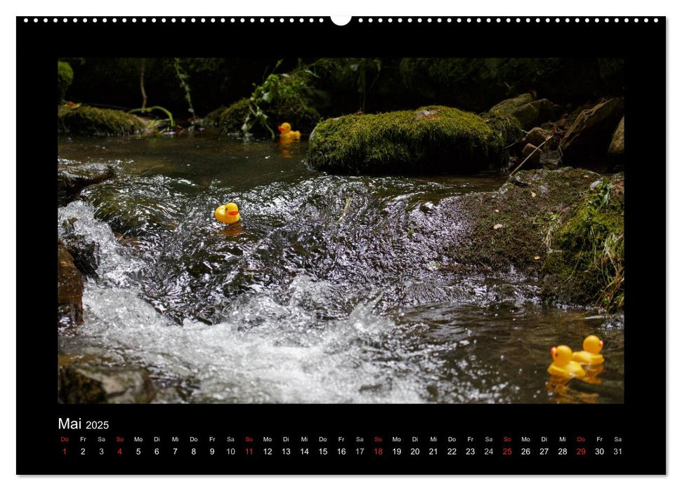 Enten-Rennen (CALVENDO Premium Wandkalender 2025)