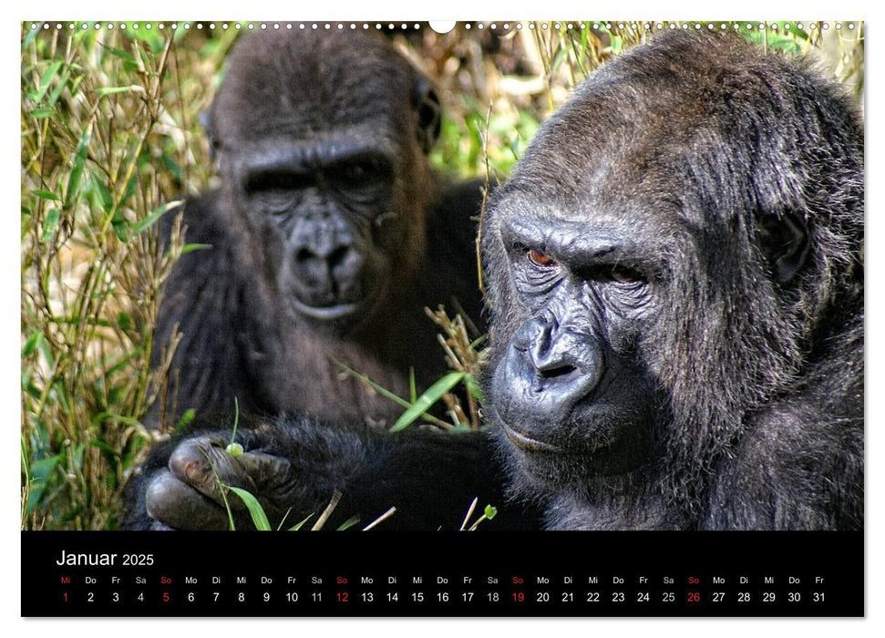 Gorillas - Die sanften Wilden (CALVENDO Premium Wandkalender 2025)