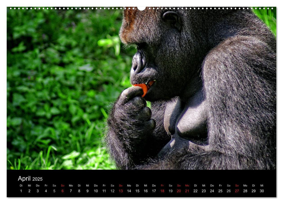 Gorillas - Die sanften Wilden (CALVENDO Premium Wandkalender 2025)