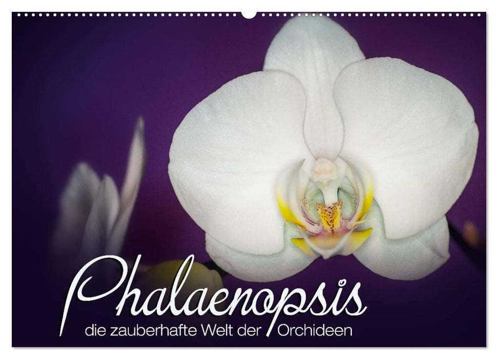 Phalaenopsis - die zauberhafte Welt der Orchideen (CALVENDO Wandkalender 2025)