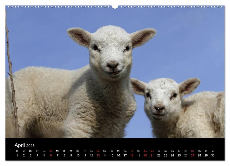 Malerisches Keitum (CALVENDO Premium Wandkalender 2025)