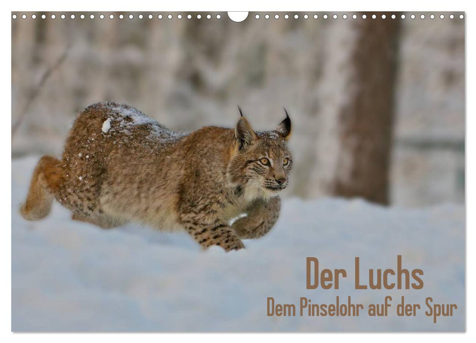 Der Luchs - Dem Pinselohr auf der Spur (CALVENDO Wandkalender 2025)