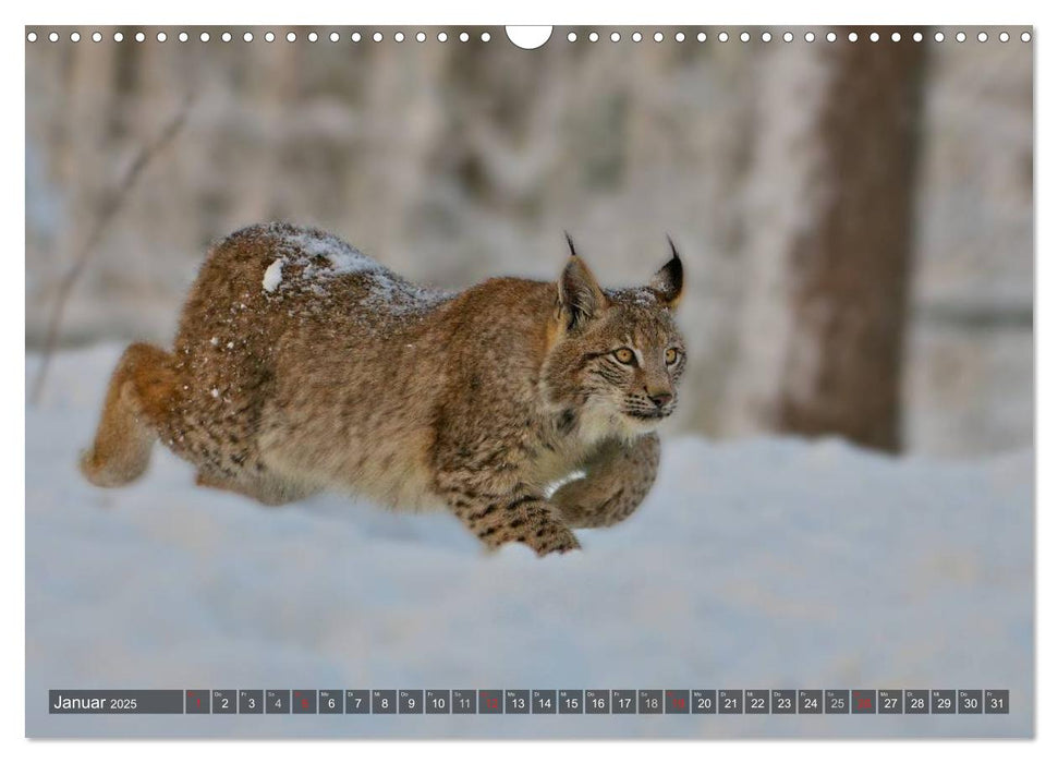 Der Luchs - Dem Pinselohr auf der Spur (CALVENDO Wandkalender 2025)