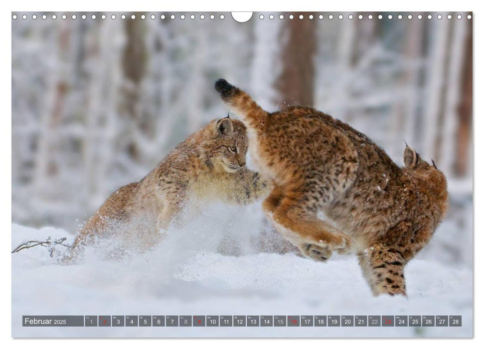 Der Luchs - Dem Pinselohr auf der Spur (CALVENDO Wandkalender 2025)