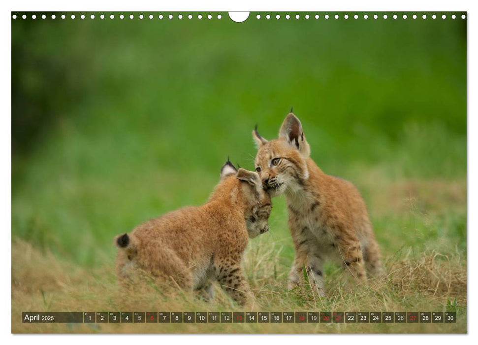 Der Luchs - Dem Pinselohr auf der Spur (CALVENDO Wandkalender 2025)