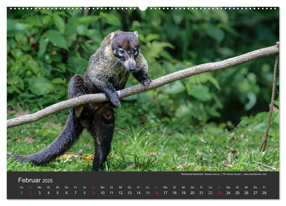 Costa Rica tierisch gut 2025 (CALVENDO Premium Wandkalender 2025)