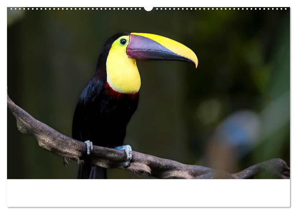 Costa Rica tierisch gut 2025 (CALVENDO Premium Wandkalender 2025)