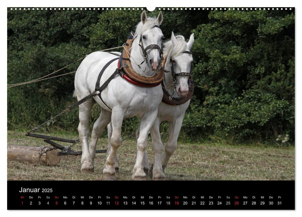 Starke Pferde bei der Arbeit (CALVENDO Premium Wandkalender 2025)