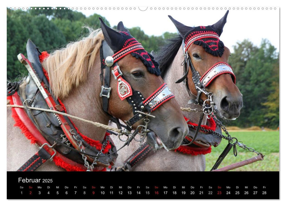 Starke Pferde bei der Arbeit (CALVENDO Premium Wandkalender 2025)