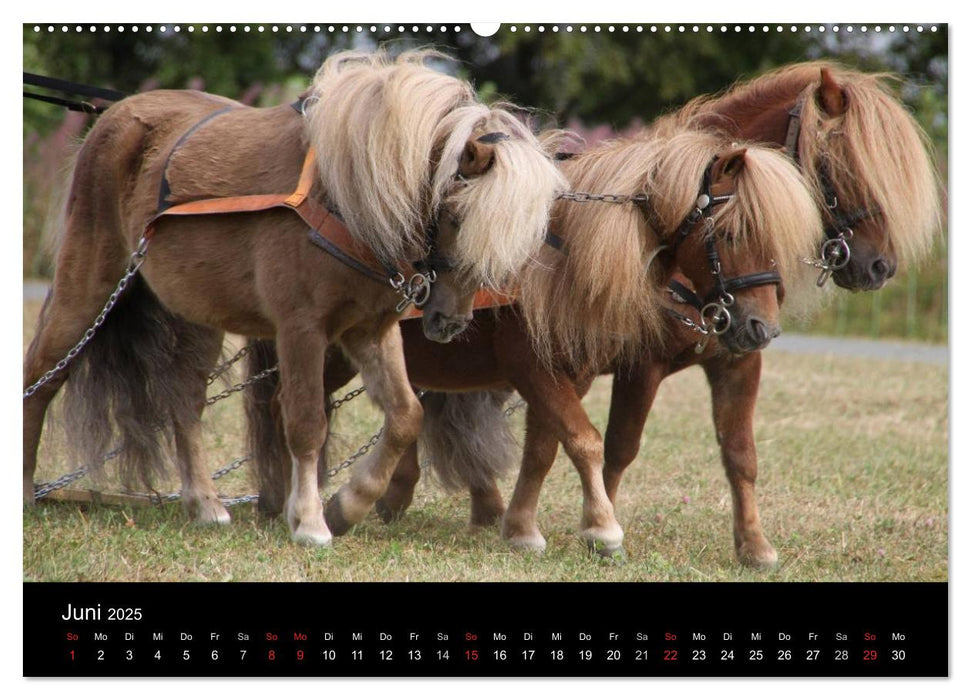 Starke Pferde bei der Arbeit (CALVENDO Premium Wandkalender 2025)