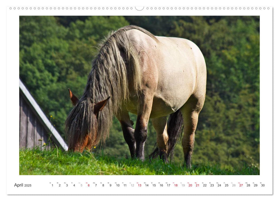 Der Pferdekalender (CALVENDO Premium Wandkalender 2025)