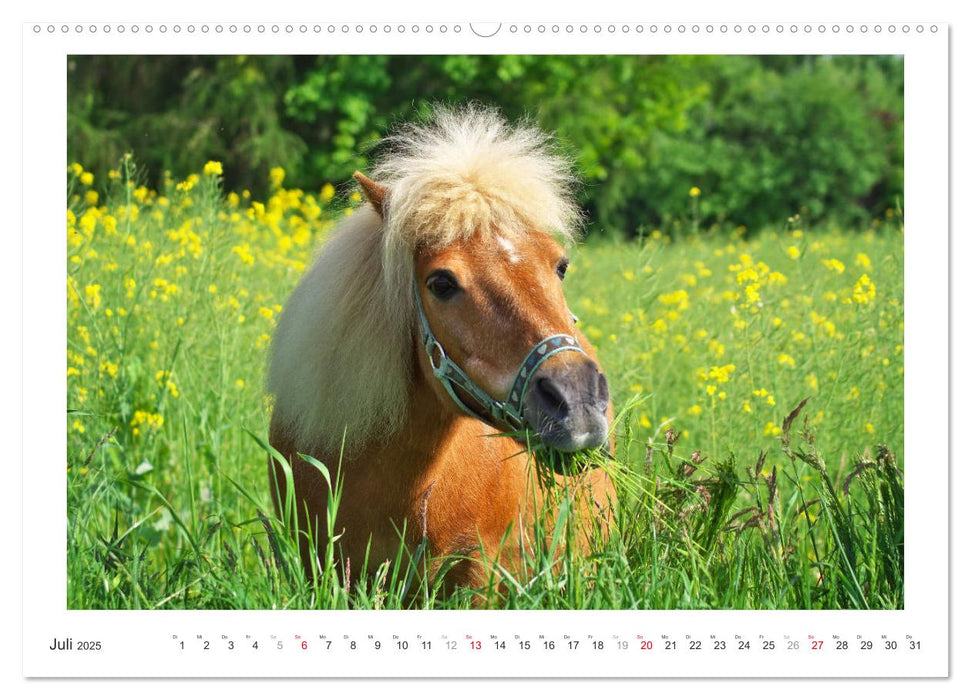 Der Pferdekalender (CALVENDO Premium Wandkalender 2025)