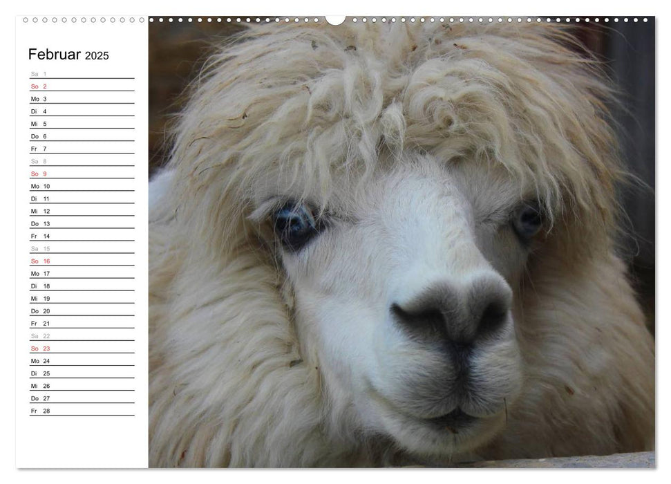 Alpakas und Lamas (CALVENDO Premium Wandkalender 2025)