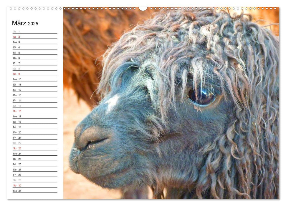 Alpakas und Lamas (CALVENDO Premium Wandkalender 2025)