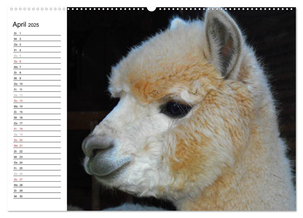 Alpakas und Lamas (CALVENDO Premium Wandkalender 2025)