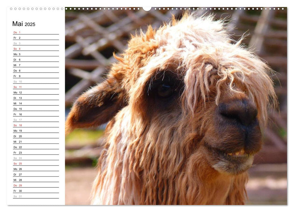 Alpakas und Lamas (CALVENDO Premium Wandkalender 2025)