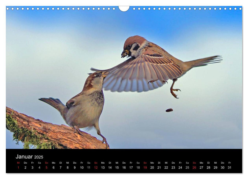 Spatzen, unsere frechen aber liebenswerte Nachbarn (CALVENDO Wandkalender 2025)