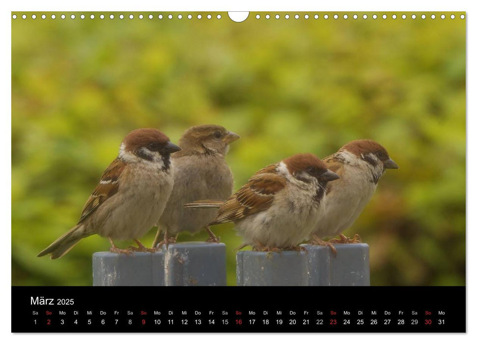 Spatzen, unsere frechen aber liebenswerte Nachbarn (CALVENDO Wandkalender 2025)