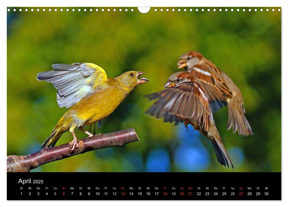 Spatzen, unsere frechen aber liebenswerte Nachbarn (CALVENDO Wandkalender 2025)