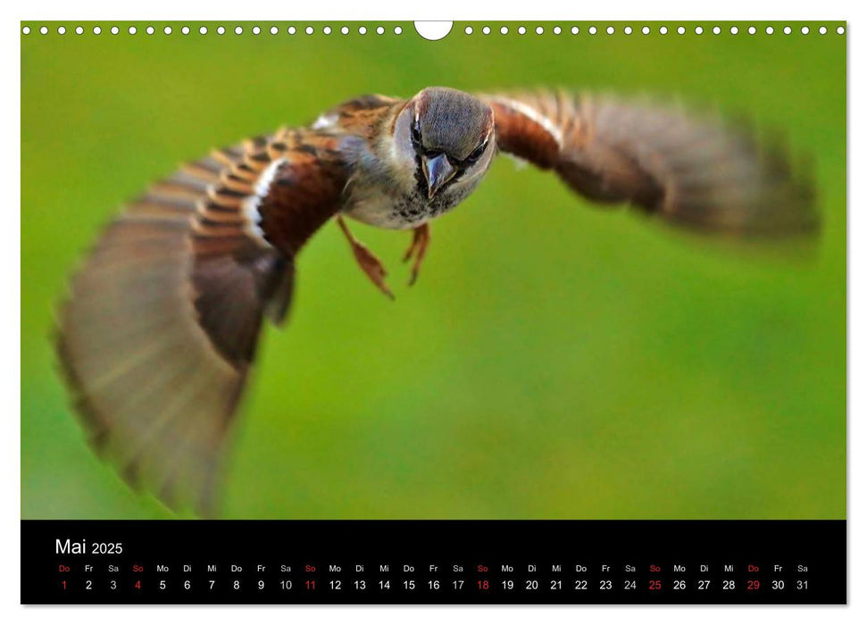 Spatzen, unsere frechen aber liebenswerte Nachbarn (CALVENDO Wandkalender 2025)