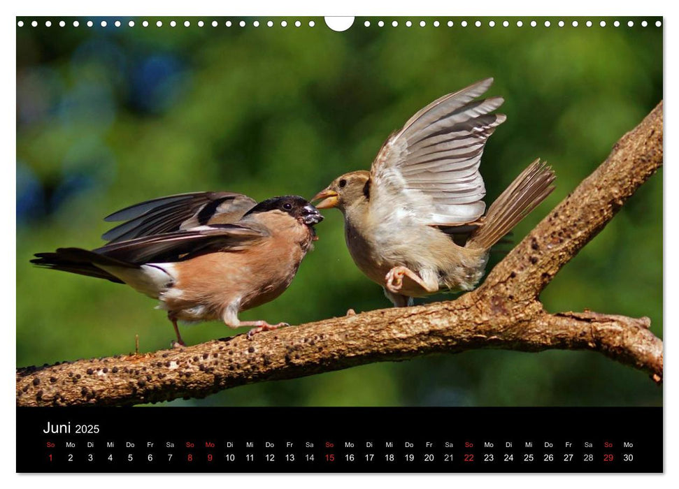 Spatzen, unsere frechen aber liebenswerte Nachbarn (CALVENDO Wandkalender 2025)