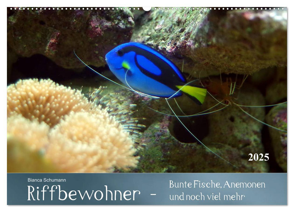 Riffbewohner - Bunte Fische, Anemonen und noch viel mehr (CALVENDO Wandkalender 2025)