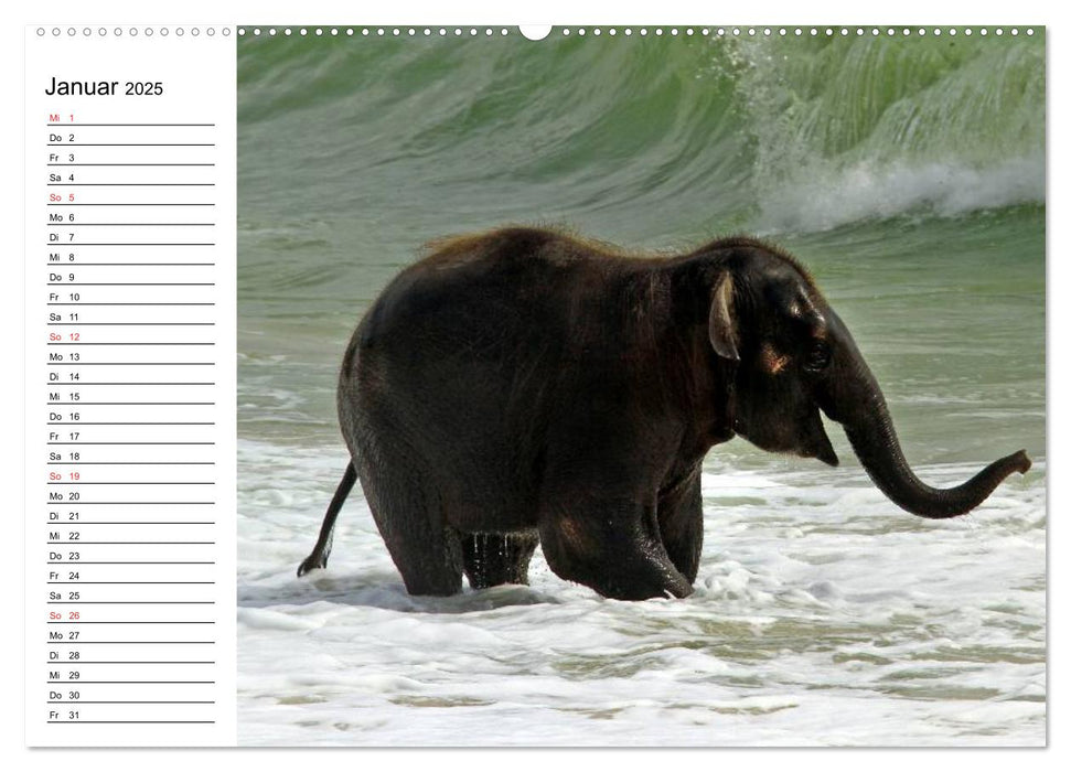 Elefanten - Wasserspaß am Strand (CALVENDO Wandkalender 2025)