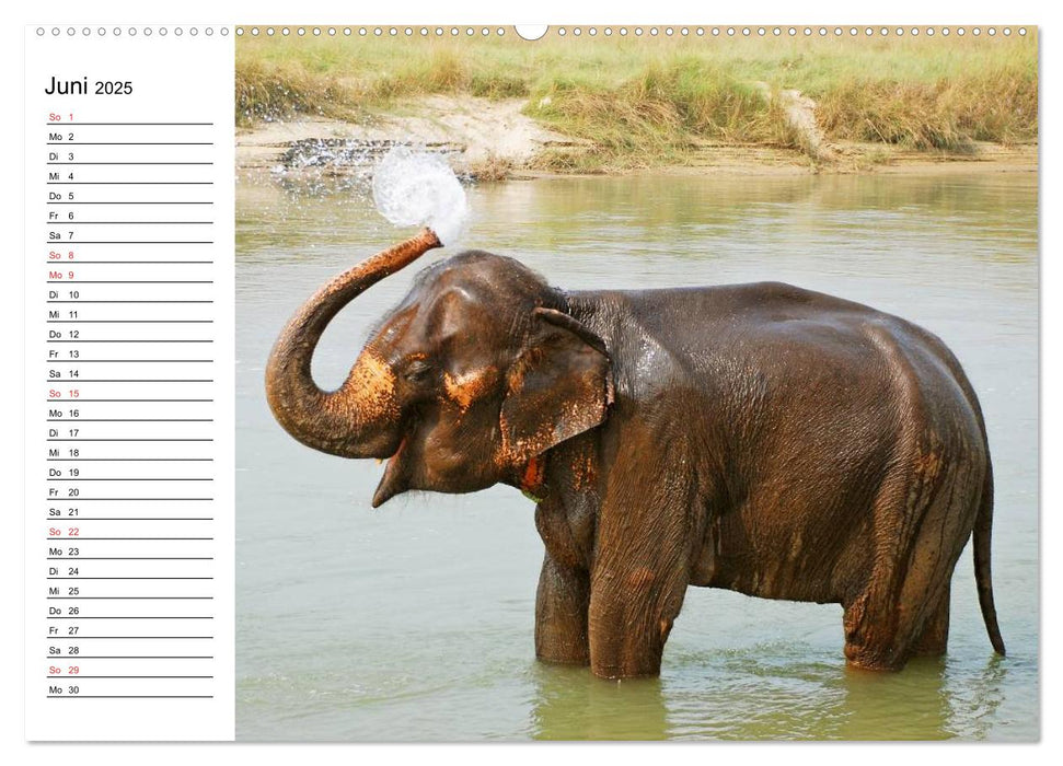 Elefanten - Wasserspaß am Strand (CALVENDO Wandkalender 2025)