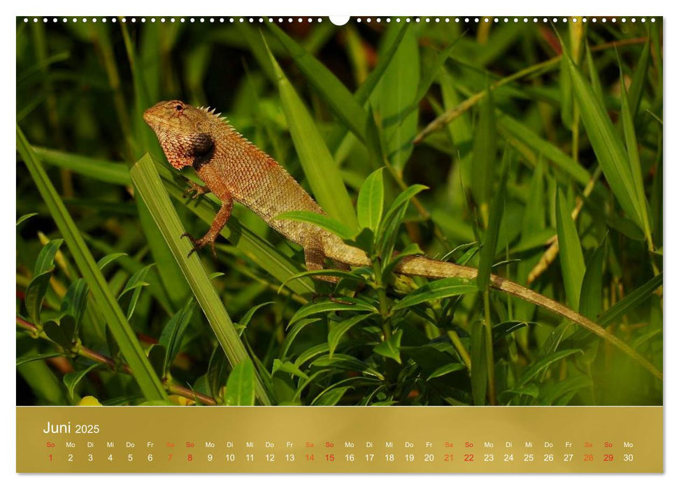 Agamen - Echsen aus der Urzeit (CALVENDO Wandkalender 2025)