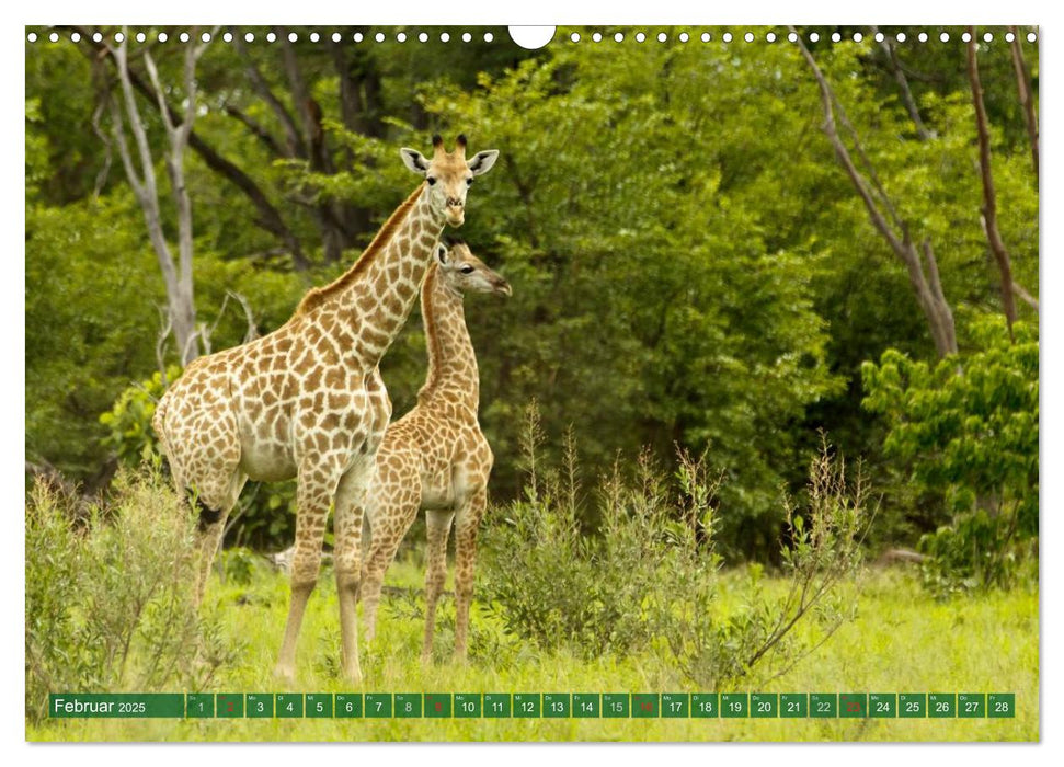 Putzige Tierwelt Afrikas (CALVENDO Wandkalender 2025)