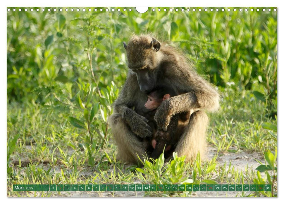 Putzige Tierwelt Afrikas (CALVENDO Wandkalender 2025)