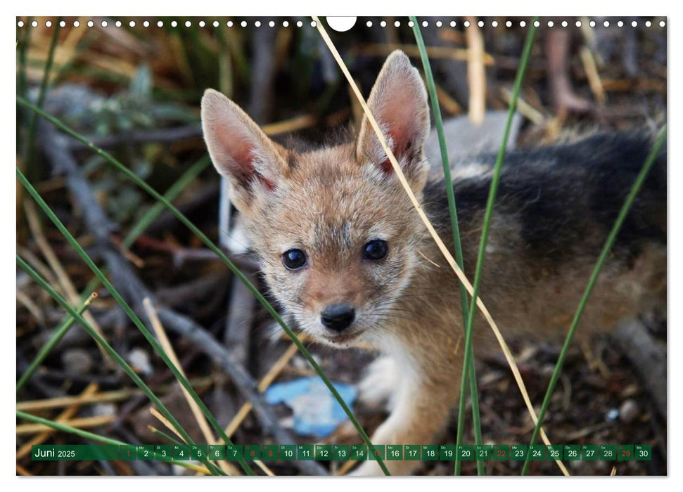 Putzige Tierwelt Afrikas (CALVENDO Wandkalender 2025)