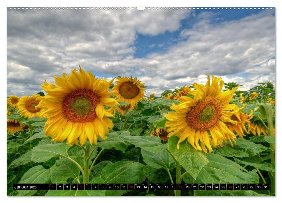 Zeit für Sonnenblumen (CALVENDO Premium Wandkalender 2025)