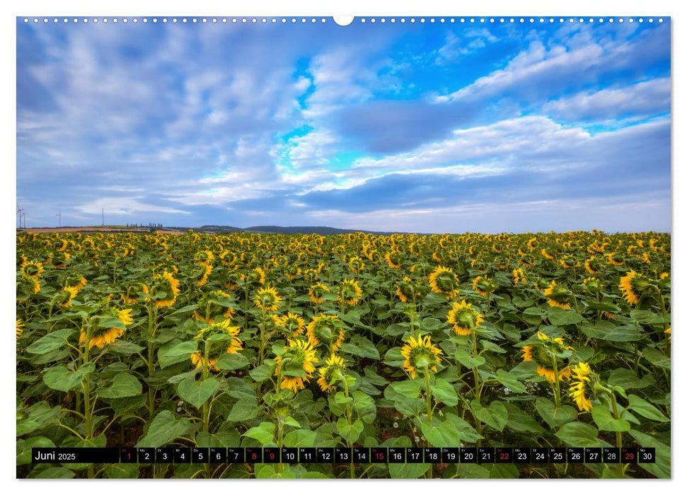 Zeit für Sonnenblumen (CALVENDO Premium Wandkalender 2025)