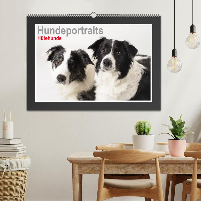 Hundeportraits - Hütehunde (CALVENDO Wandkalender 2025)