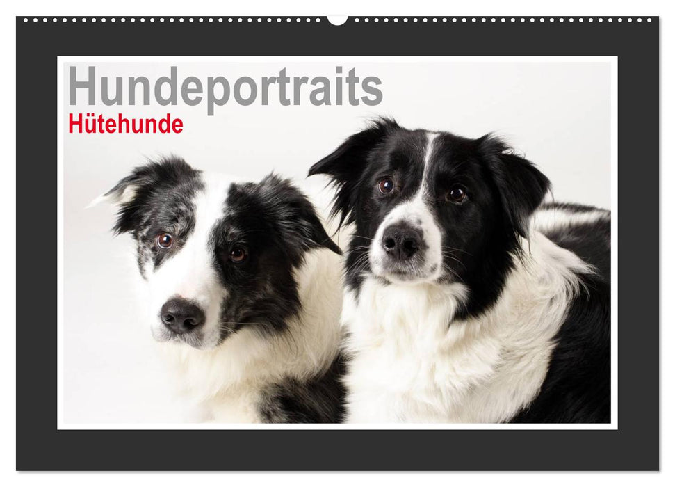 Hundeportraits - Hütehunde (CALVENDO Wandkalender 2025)