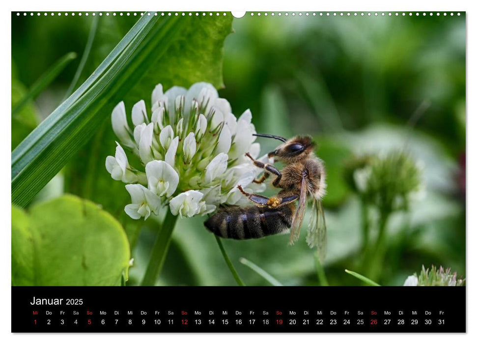 Arbeitsbienen (CALVENDO Premium Wandkalender 2025)