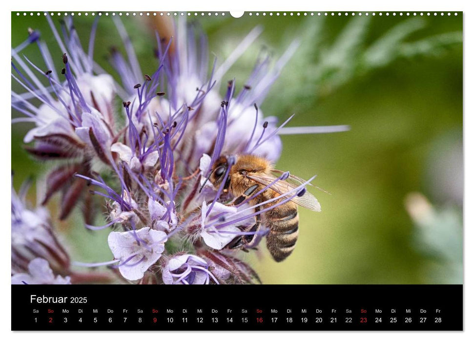 Arbeitsbienen (CALVENDO Premium Wandkalender 2025)