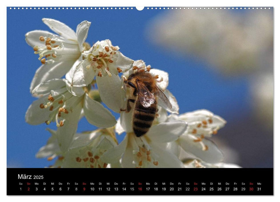 Arbeitsbienen (CALVENDO Premium Wandkalender 2025)