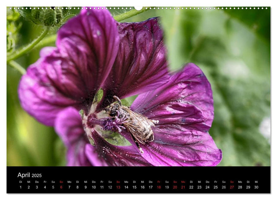 Arbeitsbienen (CALVENDO Premium Wandkalender 2025)