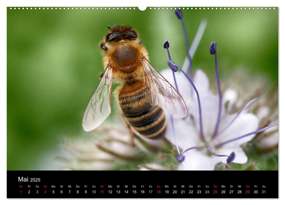 Arbeitsbienen (CALVENDO Premium Wandkalender 2025)