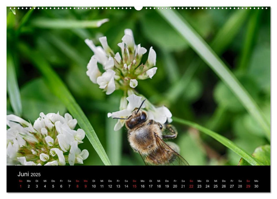 Arbeitsbienen (CALVENDO Premium Wandkalender 2025)